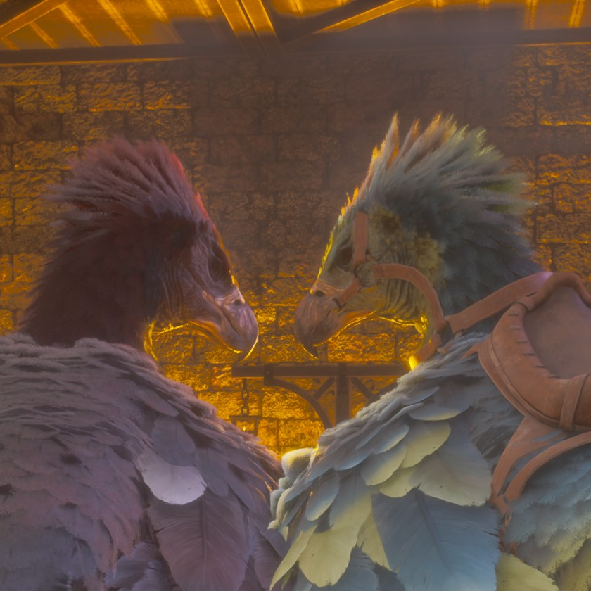 A feathered meet-cute